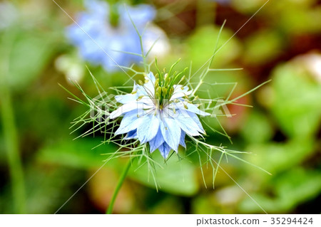 Nigella blooming in Mitaka Nakahara Nigella blooming in Mitaka Nakahara 35294424