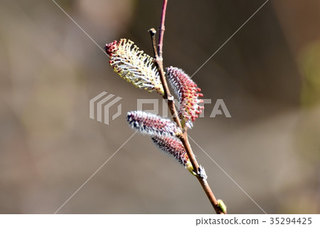 Pussy willow blooming in the park adjacent to the Sengawa flower plant Pussy willow blooming in the park adjacent to the Sengawa flower plant 35294425