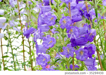 開花在三鷹中原的紫色風輪草 35294430