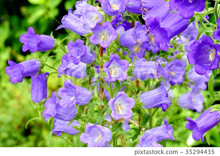 開花在三鷹中原的紫色風輪草 開花在三鷹中原的紫色風輪草 35294435