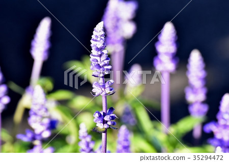Mitaka flower plant Blue salvia in Mitaka Sengawa Park 35294472