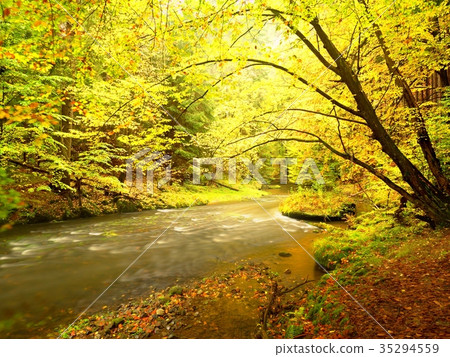 Stony river covered by orange beech leaves. Stony river covered by orange beech leaves. 35294559