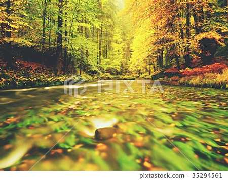 Stony river covered by orange beech leaves. Stony river covered by orange beech leaves. 35294561