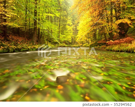 Stony river in beech trees. Fresh colorful leaves Stony river in beech trees. Fresh colorful leaves 35294562