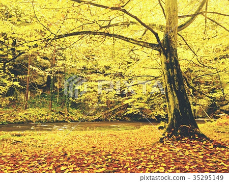 Colorful autumn river bank at rapid stream,tree Colorful autumn river bank at rapid stream,tree 35295149