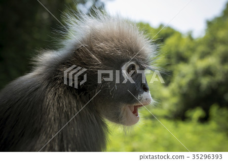 close up side view face of dusky leaves monkey 35296393