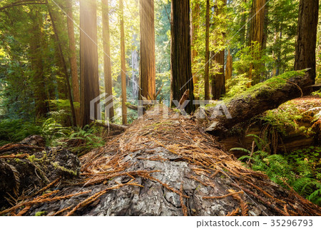 Fallen Redwood Tree in Northern California Forest 35296793