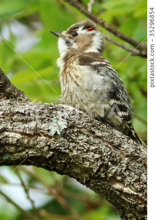 Familiar wild bird Kogera small woodpecker 35296854