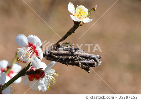 Minomushi and plum blossoms Minomushi and plum blossoms 35297152