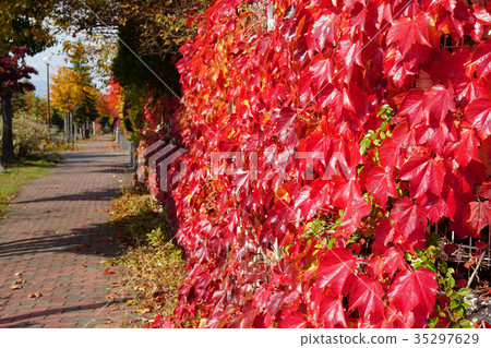 常春藤葉子具有美麗的光澤和深紅色 35297629