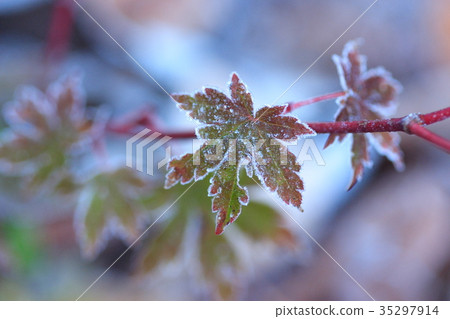 覆盆子葉子上的霜 35297914