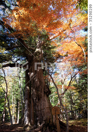 Nikko City Yu Nishikawa Onsen Taira Shigemori Konoki (Okami Tree) 35298199