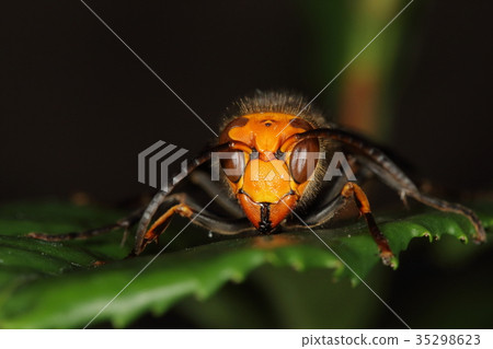 Creatures Insects Like the great hornets male, the head shield looks straighter than the female Creatures Insects Like the great hornets male, the head shield looks straighter than the female 35298623
