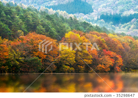 Kannon Numed葉子 35298647