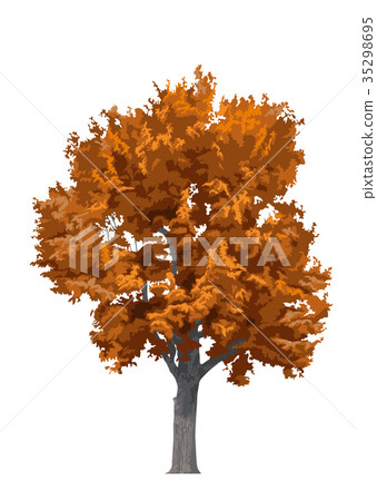 Konara autumn leaves 4 35298695