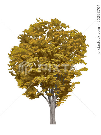 Zelkova autumn leaves 3 Zelkova autumn leaves 3 35298704
