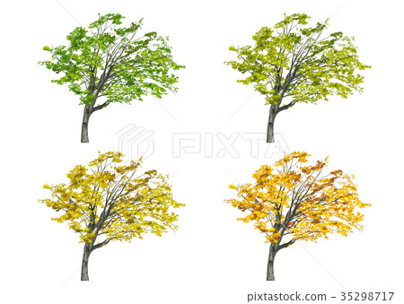 List of Kobushi autumn leaves List of Kobushi autumn leaves 35298717