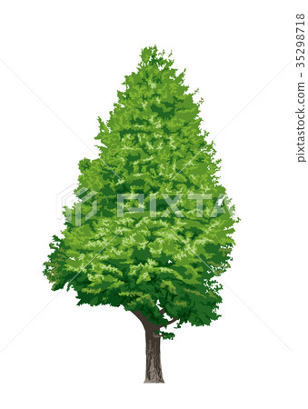 Ginkgo biloba 1 35298718