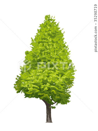 Ginkgo biloba 2 Ginkgo biloba 2 35298719