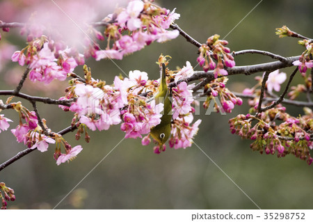 Sakura and mezzo 35298752