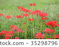 Red flower of Higanbana 35298796