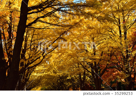 Hokkaido University Ginkgo aki Hokkaido University Ginkgo aki 35299253