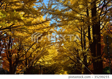 Hokkaido University Ginkgo aki Hokkaido University Ginkgo aki 35299255