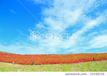 Kokia and the autumn sky Kokia and the autumn sky 35299256