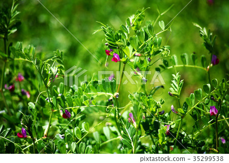 野草花noote花 35299538