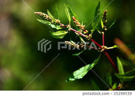 野草栗色花 35299539