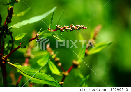 野草栗色花 35299540