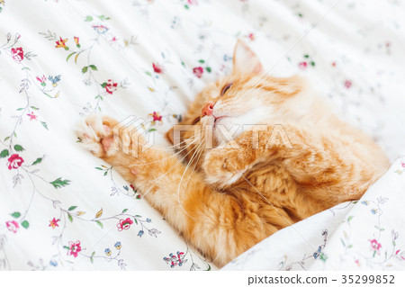 Cute ginger cat lying in bed under a blanket. Cute ginger cat lying in bed under a blanket. 35299852