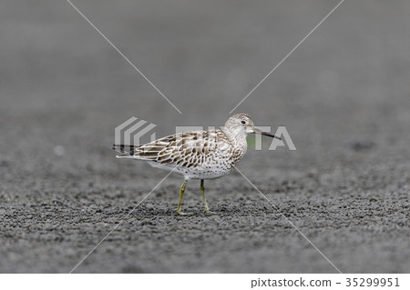 Obashigi Young Bird (Ooba-Tei) 35299951