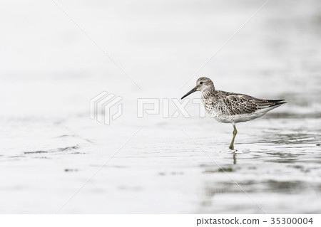 Obashigi Young Bird (Ooba-Tei) 35300004