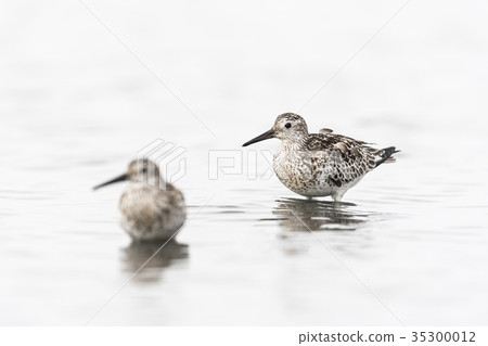 Obashigi Young Bird（Ooba-Tei） 35300012