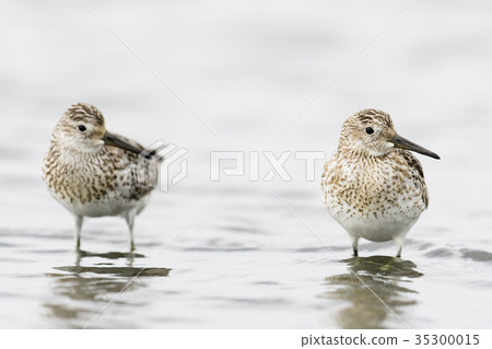 Obashigi Young Bird (Ooba-Tei) 35300015