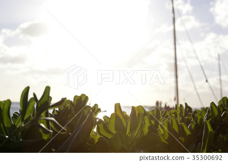 Leaves, Pool, Leaf, Yacht, Waikiki Beach, Waikiki, Honolulu, Oahu, Hawaii, USA 35300692