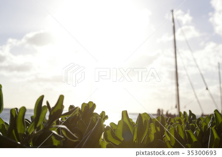 Leaves, Pool, Leaf, Yacht, Waikiki Beach, Waikiki, Honolulu, Oahu, Hawaii, USA Leaves, Pool, Leaf, Yacht, Waikiki Beach, Waikiki, Honolulu, Oahu, Hawaii, USA 35300693