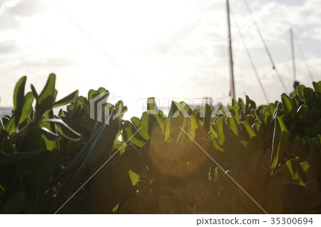 Leaves, Pool, Leaf, Yacht, Waikiki Beach, Waikiki, Honolulu, Oahu, Hawaii, USA 35300694