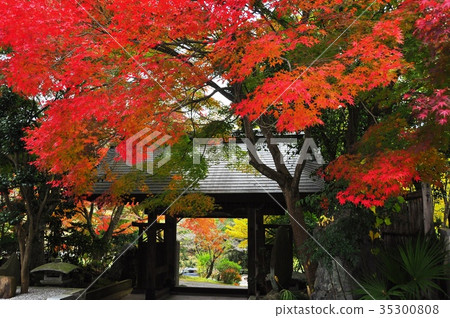 在Kanzenji地面的日落小光澤村莊秋葉 在Kanzenji地面的日落小光澤村莊秋葉 35300808