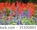Blue salvia 35300865