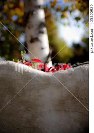 富良野工作室早秋的村莊 35300929