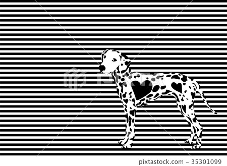 黑白達爾馬提亞狗風景 35301099