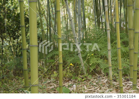 牟壽竹綠竹 35301184