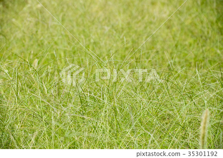 Japanese turf western turf weed wild grass meadow ecology 35301192