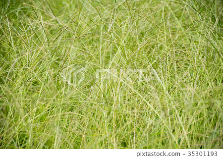 Japanese turf western turf weed wild grass meadow ecology Japanese turf western turf weed wild grass meadow ecology 35301193