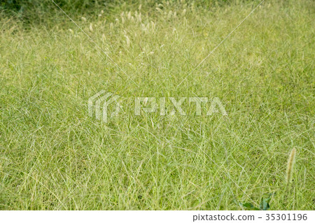 Japanese turf western turf weed wild grass meadow ecology 35301196