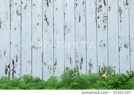 Japanese turf western turf weed wild grass meadow ecology 35301197