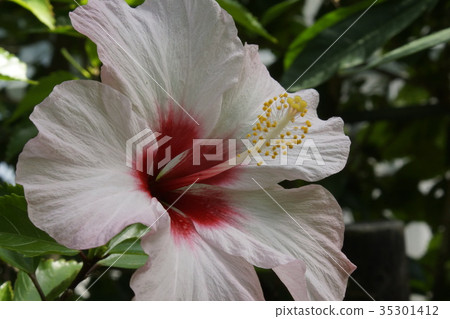 芙蓉起來 芙蓉起來 35301412