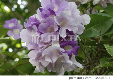 Garlic Kazura purple 01 Garlic Kazura purple 01 35301897
